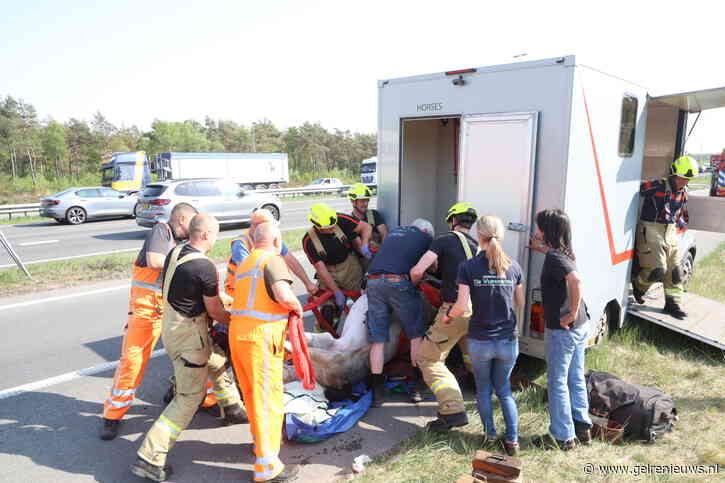 Paard in paniek op snelweg, met mankracht uit trailer gehaald
