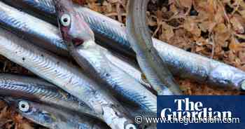 UK sand eel fishing ban remains in place despite EU legal challenge