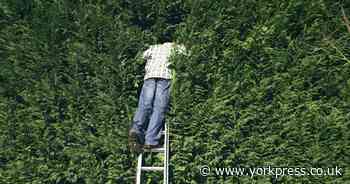 What is the legal height of a garden hedge between neighbours in the UK?