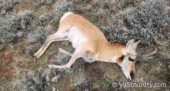 A Dozen Pronghorns Left To Waste: Help Solve a Disturbing Poaching Case