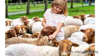 Bokrijk is genomineerd voor ‘Museumstuk van het jaar’ met ... kudde schapen