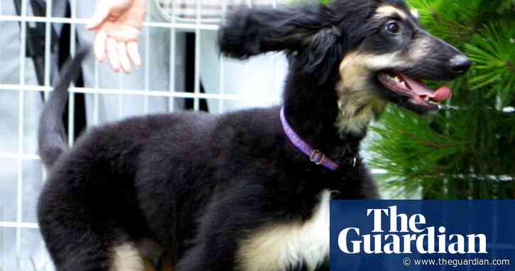 The ethics of cloning – and owning – dogs | Letters