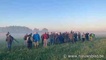 Recordaantal vogelrassen gespot in Schulensbroek: “Ook zeldzame soorten als porseleinhoen en snor”