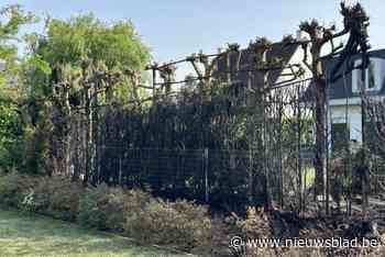 Drie buren hebben schade door haagbrand