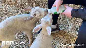 Number of people ill due to petting farm hits 47