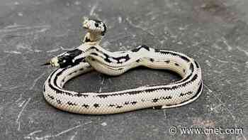 Meet Angel/Zeke, a Rare 2-Headed Snake Surviving Against the Odds