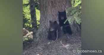 Search underway for 3 orphaned cubs after bear killed in Whistler for biting woman