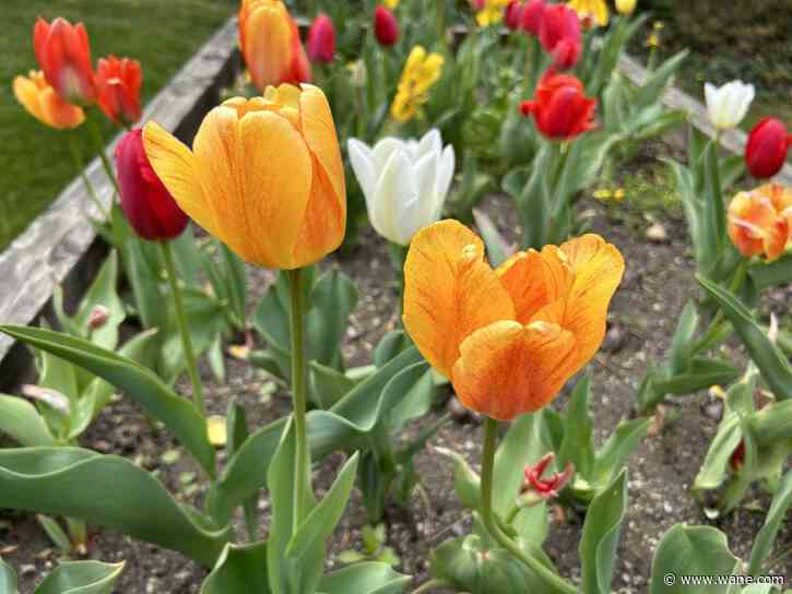 Tracking cool early May days