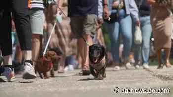 WATCH:  500 dachshunds try to set world record