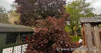 Tree posing 'imminent danger' at Clifton High School chopped down