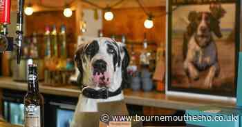 UK holiday park opens dog-friendly pub with special menu
