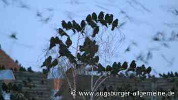 Wir müssen wohl oder übel mit den Krähen leben – aber nicht um jeden Preis