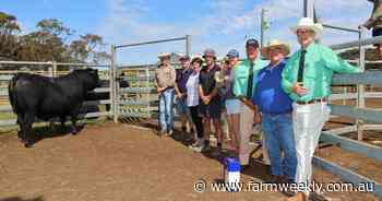 We crunch the numbers - get the full rundown of the 2024-25 WA bull sale season