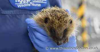 How to make your garden safe for hedgehogs