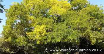 Former tree of the year now at risk under Merton Council housing plans