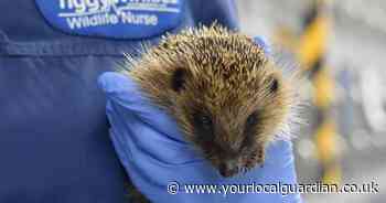 How to make your garden safe for hedgehogs