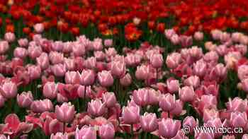 WATCH | How Canada's support of the Netherlands in war resulted in hundreds of thousands of tulips