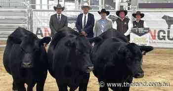 Reach the peak: Angus Forum's pen of three heifers goes to Summit Livestock