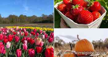 Pick your own tulips, strawberries and sunflowers down at Benty Farm
