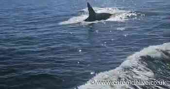 Farne Islands skipper captures incredible footage of orcas swimming off Northumberland Coast