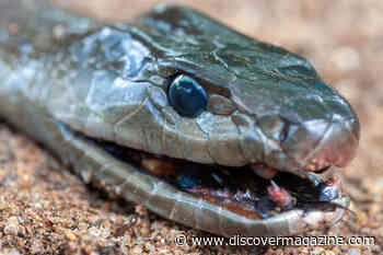 Universal Antivenom May Be Possible Thanks to a Man with Hundreds of Snake Bites