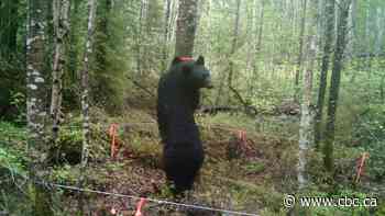 Black bears declined in parts of Ontario, research shows. How that impacts hunting is a bigger question