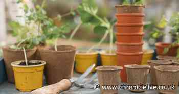 Things you should do in your garden this Bank Holiday weekend to get summer ready