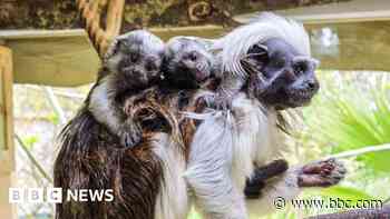 Rare primate twins being co-parented at zoo