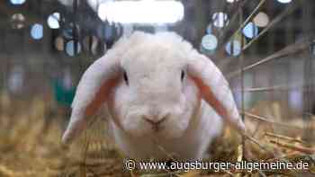 Kaninchen tödlich abgemagert: Augsburger Paar muss Strafe wegen Tierquälerei zahlen