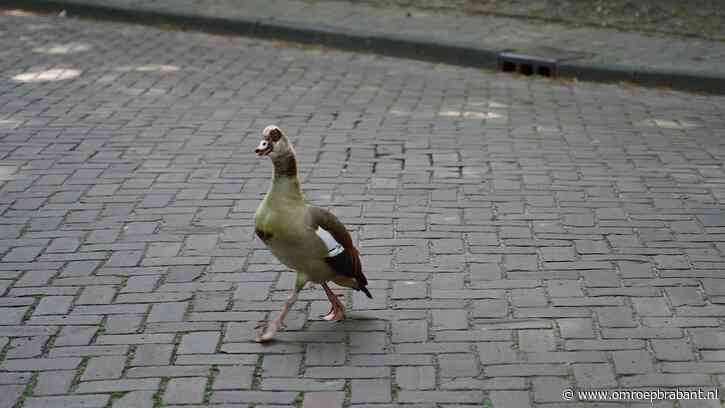 Moeder gans geeft kinderen les, buurt slaat alarm