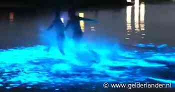 KIJK | Nederlandse kust kleurt blauw dankzij zeevonk