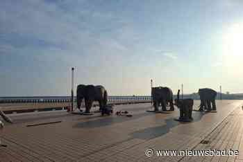 Mysterieuze kudde olifanten verrassen voorbijgangers op Oostendse zeedijk