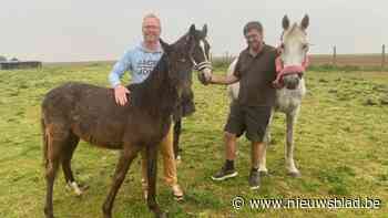 Vandalen gieten benzine in drinkbak voor paarden in Gingelom