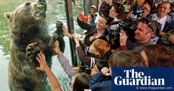 A grizzly bear comeback in California? An old dream gets new legs