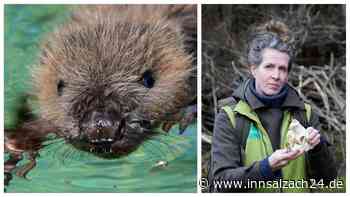 „Geht um Leben oder Tod“: Attacken-Serie auf Biber - und wieder nur eine Witz-Strafe?