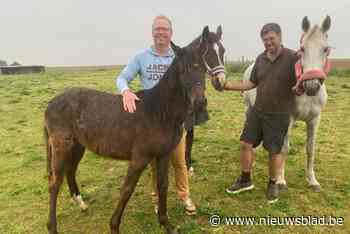 Vandalen gieten benzine in drinkbak voor paarden: “Ik wist meteen dat het foute boel was”