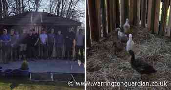 Warrington students help build house for care home’s quacking new residents
