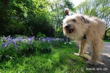 Anleinpflicht für Hunde: Sind Kontrollen wirklich notwendig?