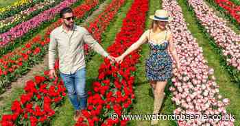 Final chance to see Tulleys Tulip Fields in bloom in Hertfordshire