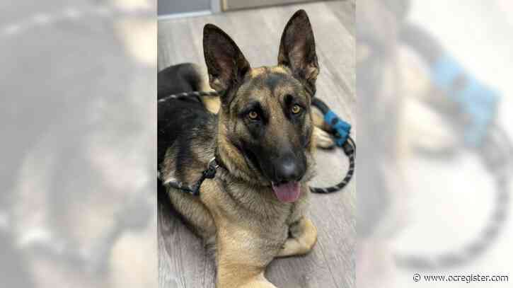 German shepherd Karma is a friendly, social girl