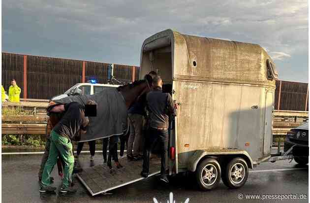 POL-PDNW: Polizeiautobahnstation Ruchheim - Verletztes Pferd verursacht Vollsperrung auf A 6