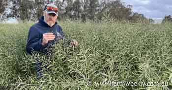 Positive start to the canola season sees hectares expected to increase