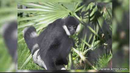 ABQ BioPark mourns loss of popular gibbon