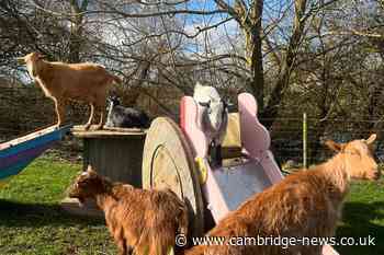 The Cambridgeshire farm where you can walk with alpacas and goats