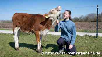 Kuhkuscheln auf dem Stangl-Hof - Balsam für die Seele
