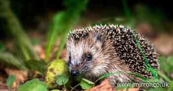 Garden expert's rules for creating safe haven for hedgehogs