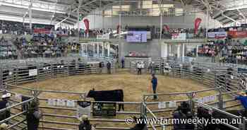 Watch the moment a heifer cracked six-figures at the Elite Angus Female Sale
