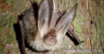 Volunteer project collects more than 1m bat recordings in the North York Moors