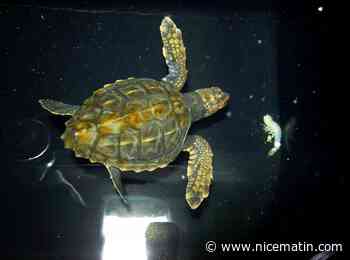 "La première menace ce sont les déchets": au chevet des tortues marines au centre de soins d’Antibes