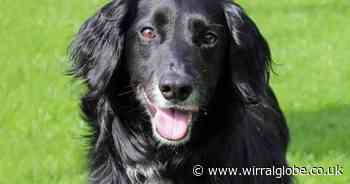 Lovely Lily is looking for a home